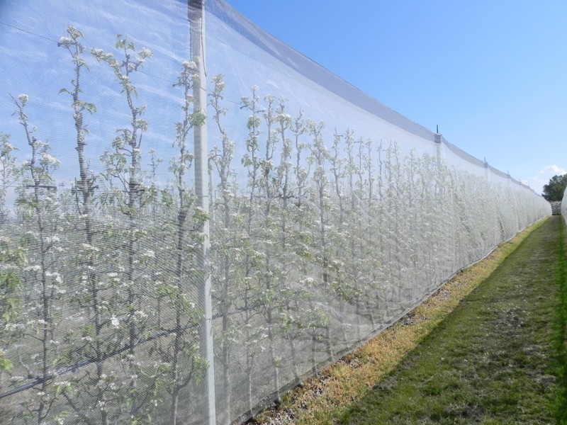 Rete protezione biologica piante da frutto